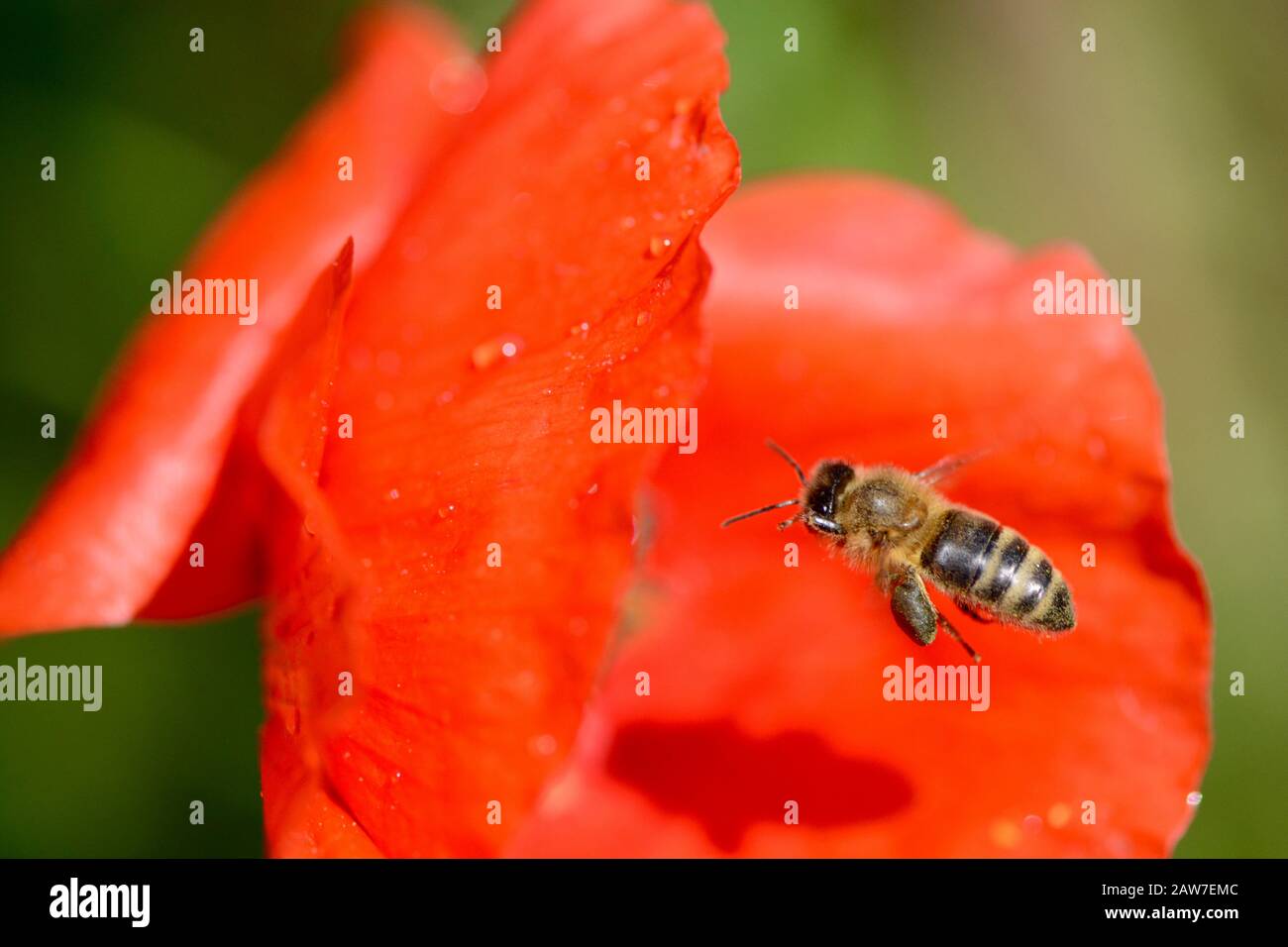 Honigbiene auf Mohn Stockfoto