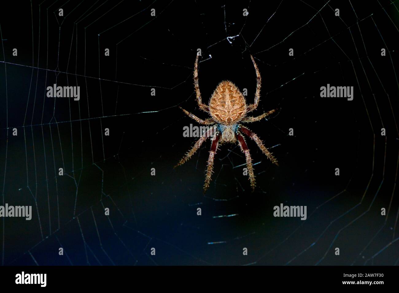 Südostasiatische Spinne Stockfoto