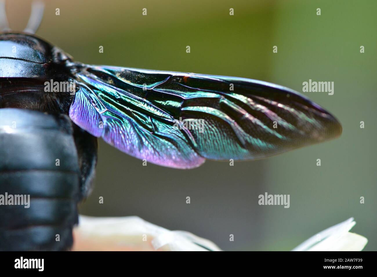 Tischlerkäfelflügel Stockfoto