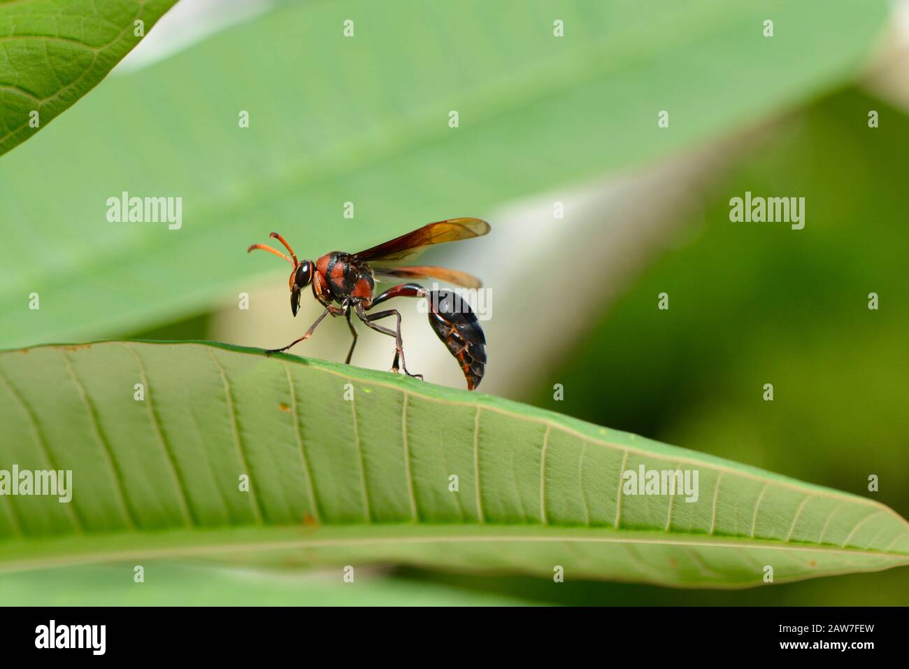 Riesenschlamm-Daupe in Malaysia Stockfoto