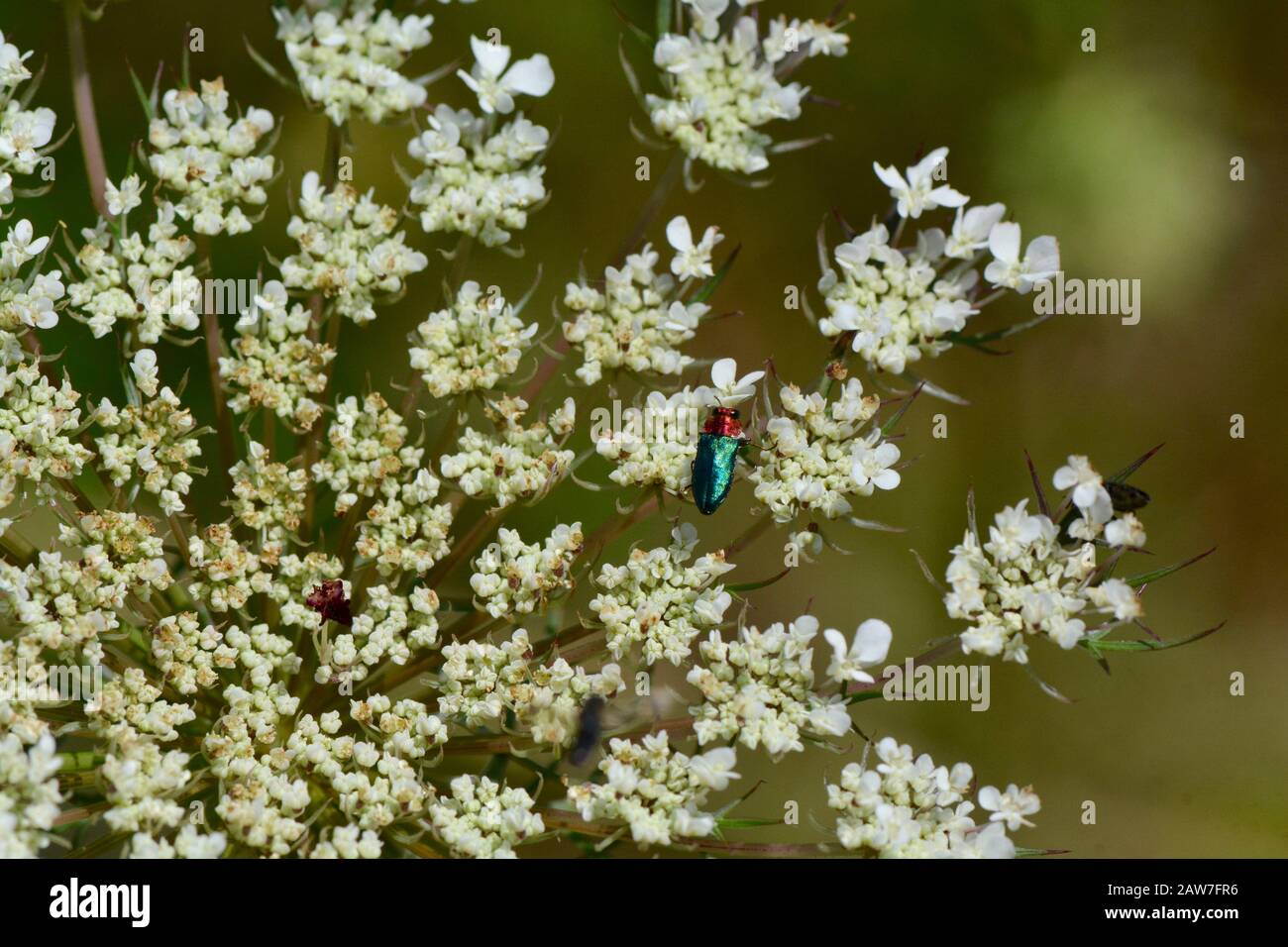 Blauer und roter Käfer auf Wiesenblume Stockfoto