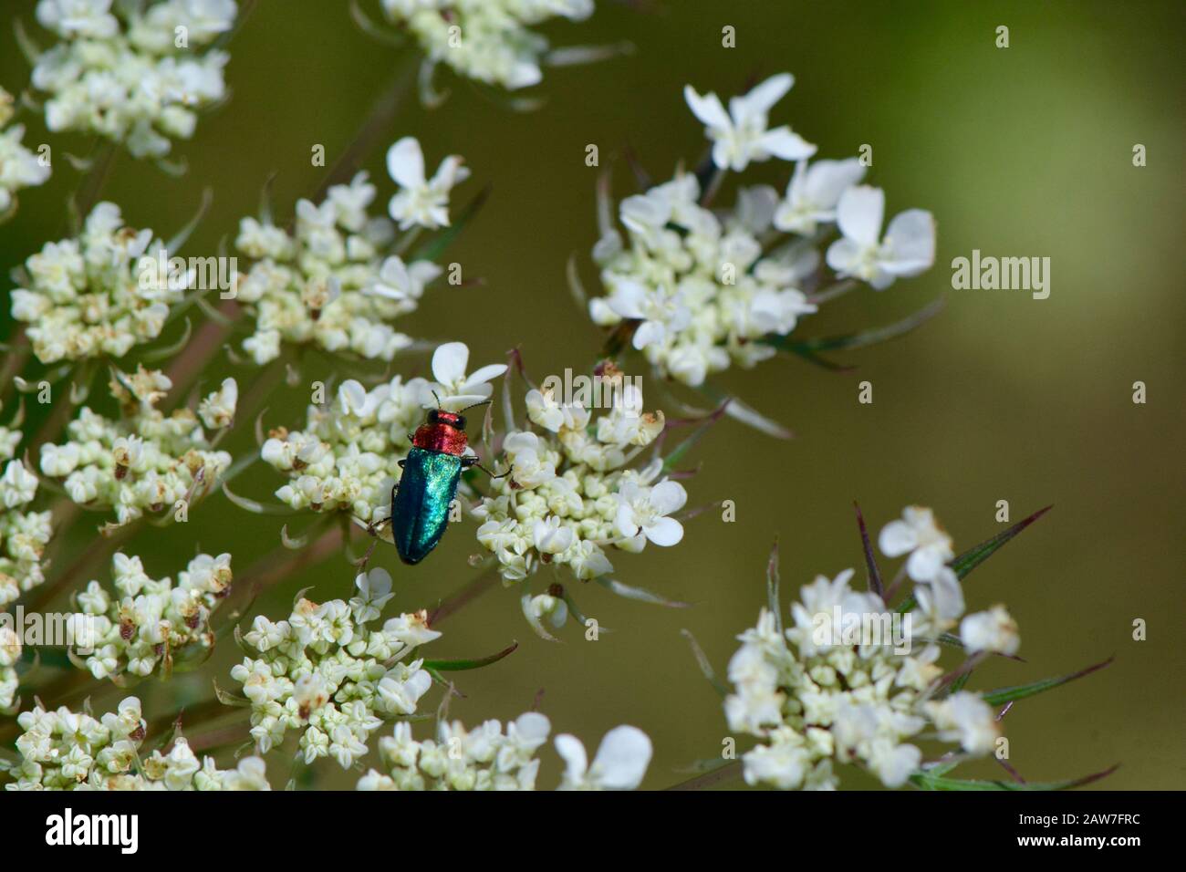 Blauer und roter Käfer auf wildem Karotten Stockfoto
