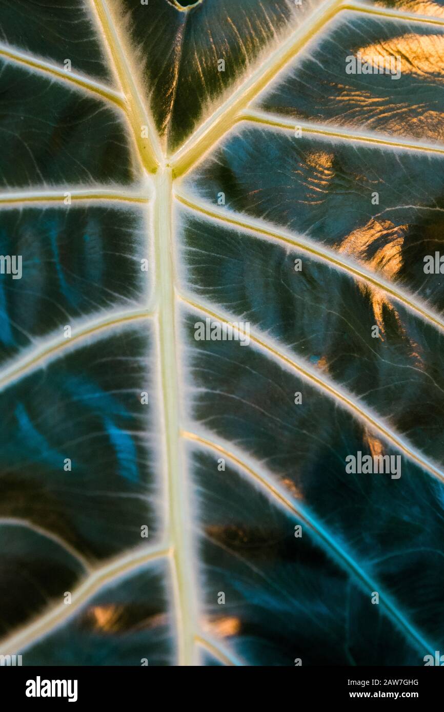 Tropische Palme hinterlässt dunkelgrünen Hintergrund, Pflanzen, die im Botanischen Garten wachsen. Stockfoto