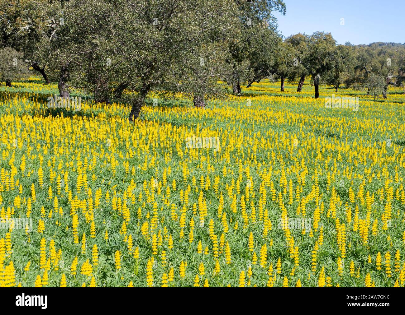 Gelbe Blüten der Pflanzen, Lupin Lupin Albus in einem Feld mit Korkeichen, Quercus suber, in der Nähe von Viana do Alentejo, Portugal, Südeuropa Stockfoto