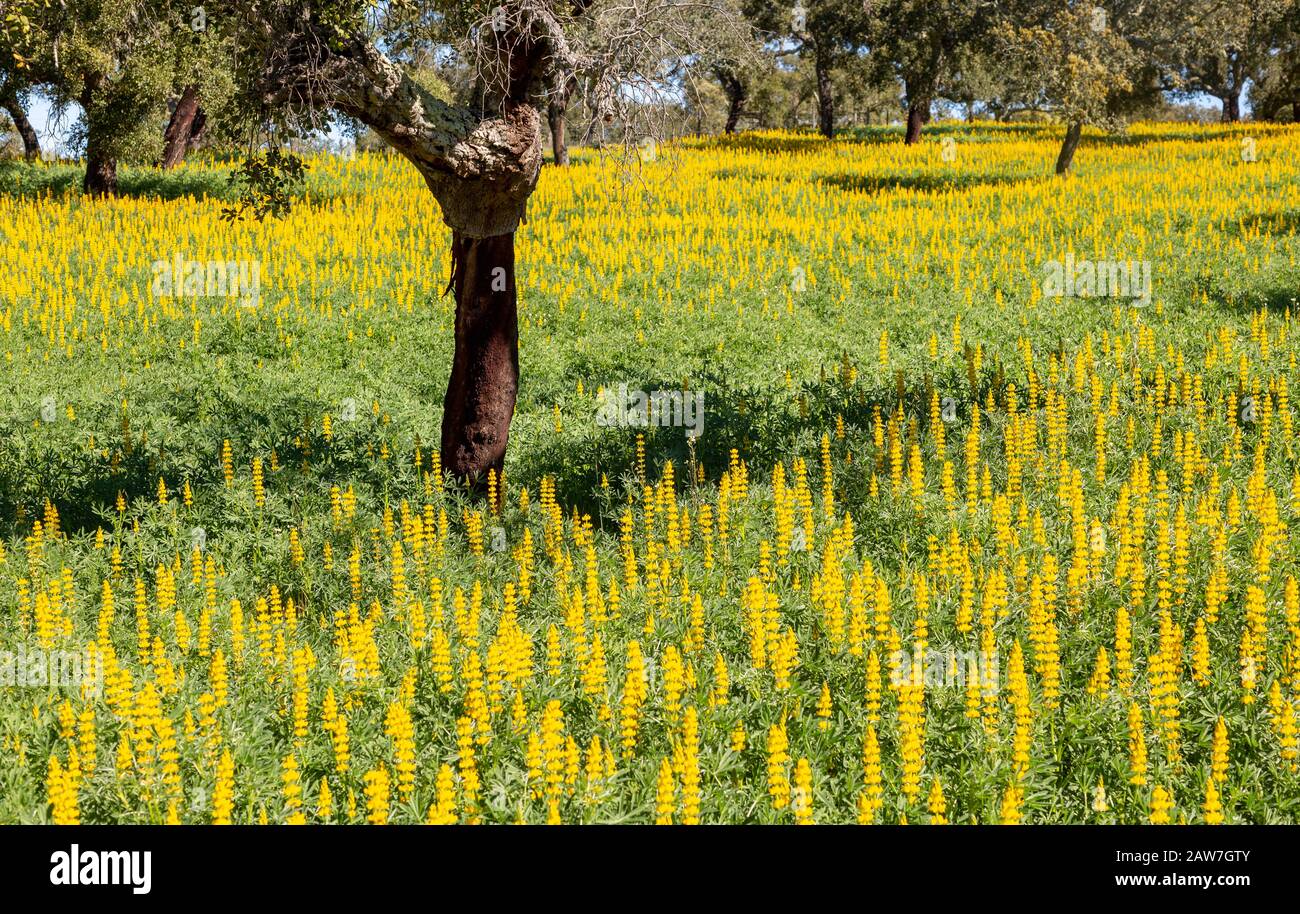Gelbe Blüten der Pflanzen, Lupin Lupin Albus in einem Feld mit Korkeichen, Quercus suber, in der Nähe von Viana do Alentejo, Portugal, Südeuropa Stockfoto