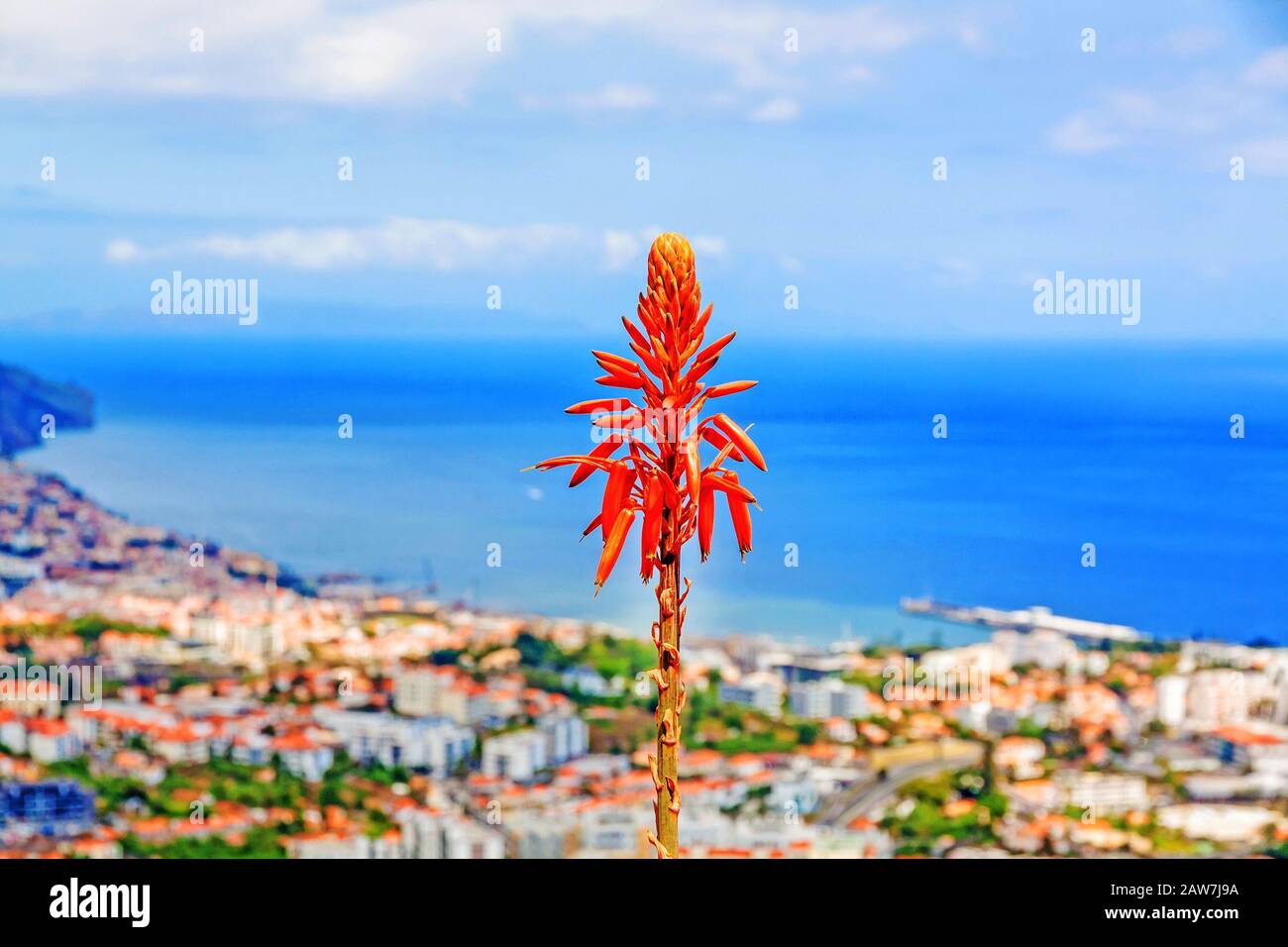 Typische madeiranblüte - Südküste von Funchal im Hintergrund - Blick über die Hauptstadt Madeiras zum Hafen. Blick vom Pico dos Barcelo. Stockfoto