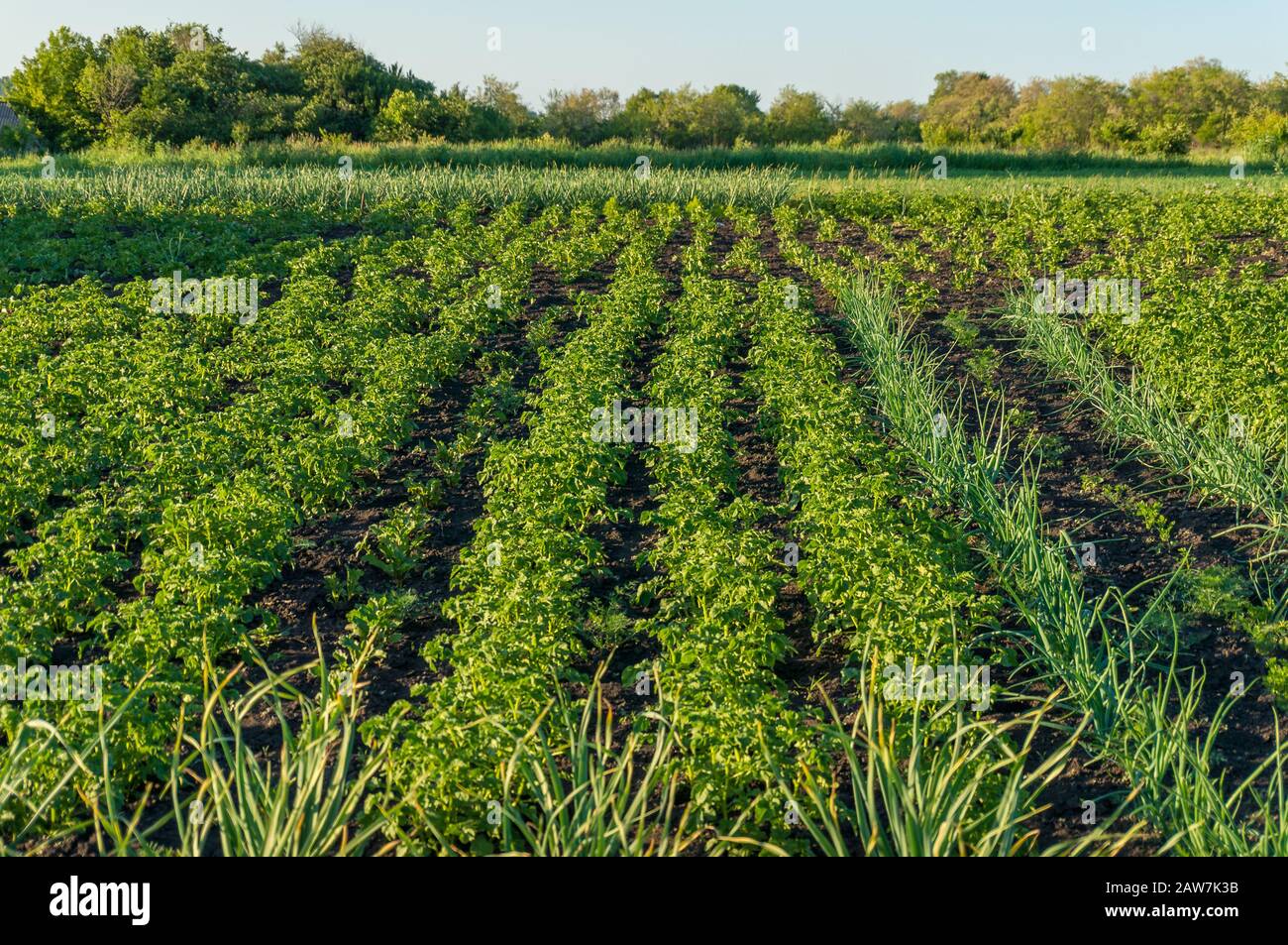 Gemüsepflaster, mit Reihen wachsender Kartoffelpflanzen und Schalotten. Wachsen Sie Ihren eigenen Essenshintergrund Stockfoto