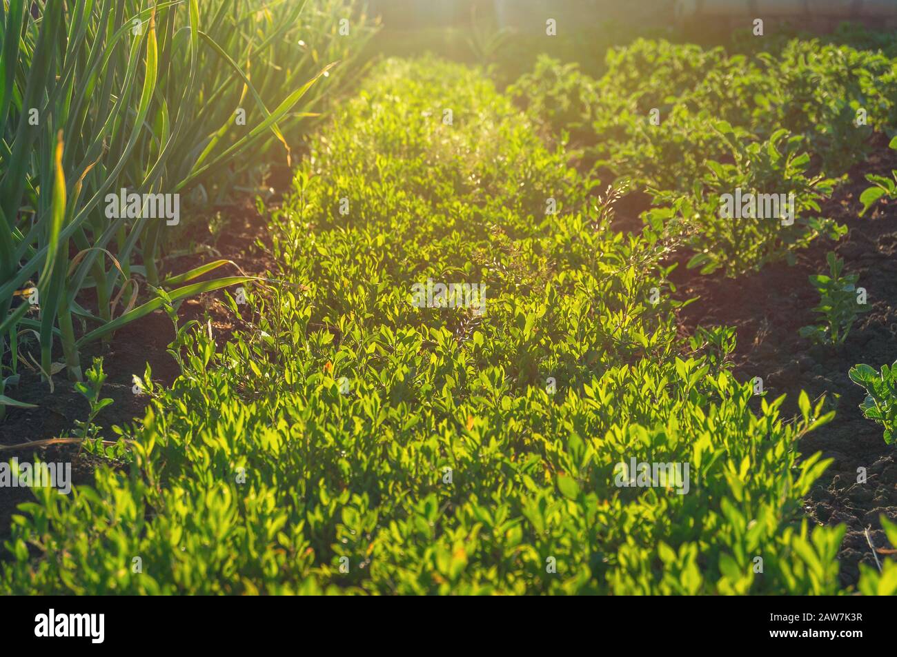 Nahaufnahme von grünem Rasengras mit Sonnenschein. Rasenrasen Natur Hintergrund Struktur Stockfoto