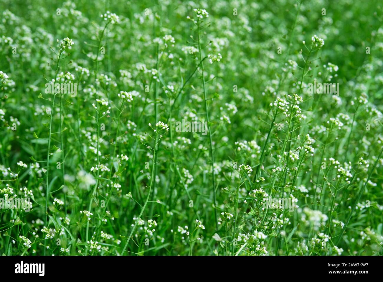 Capsella blüht auf grüner Natur unscharf hintergrund auf Wiese. Helle Wildblumen für die Pflanzenheilkunde. Heilkraut. Stockfoto