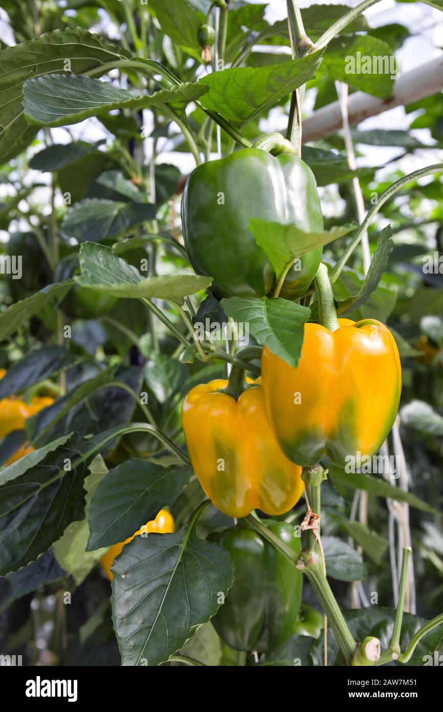 Reifen Sie gelbe und grüne Paprika in einem Gewächshaus, das für die Ernte bereit ist. Die meisten Paprika aus den Niederlanden werden exportiert. Stockfoto