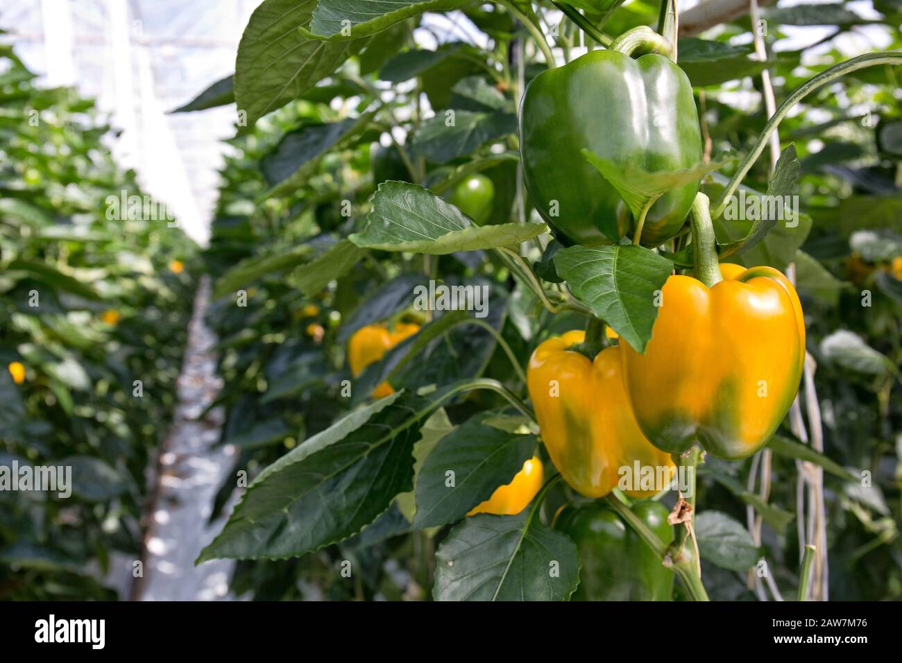 Reifen Sie gelbe und grüne Paprika in einem Gewächshaus, das für die Ernte bereit ist. Die meisten Paprika aus den Niederlanden werden exportiert. Stockfoto