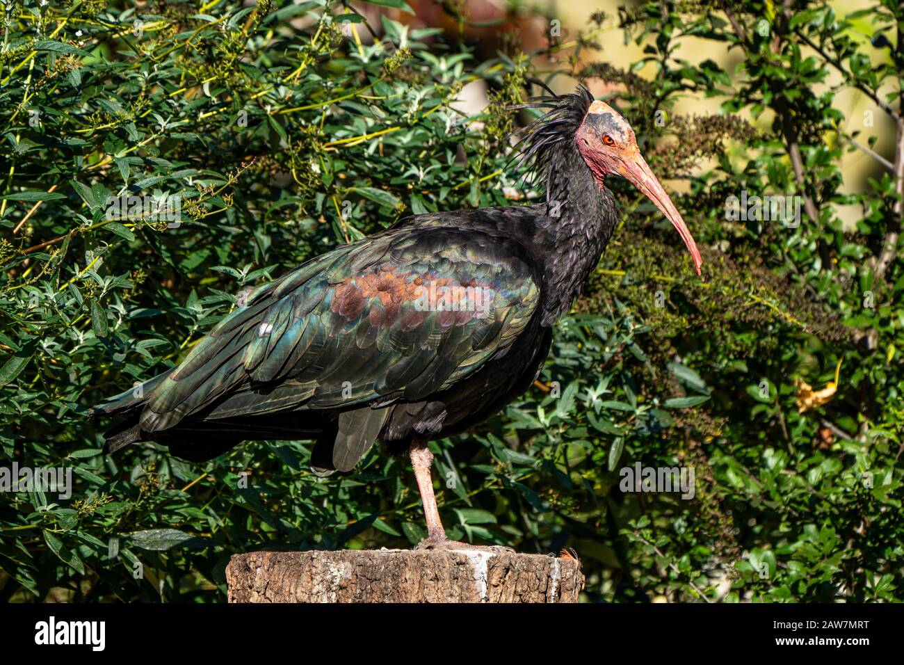 Northern Bald ibis, Geronticus eremita im Zoo Stockfoto