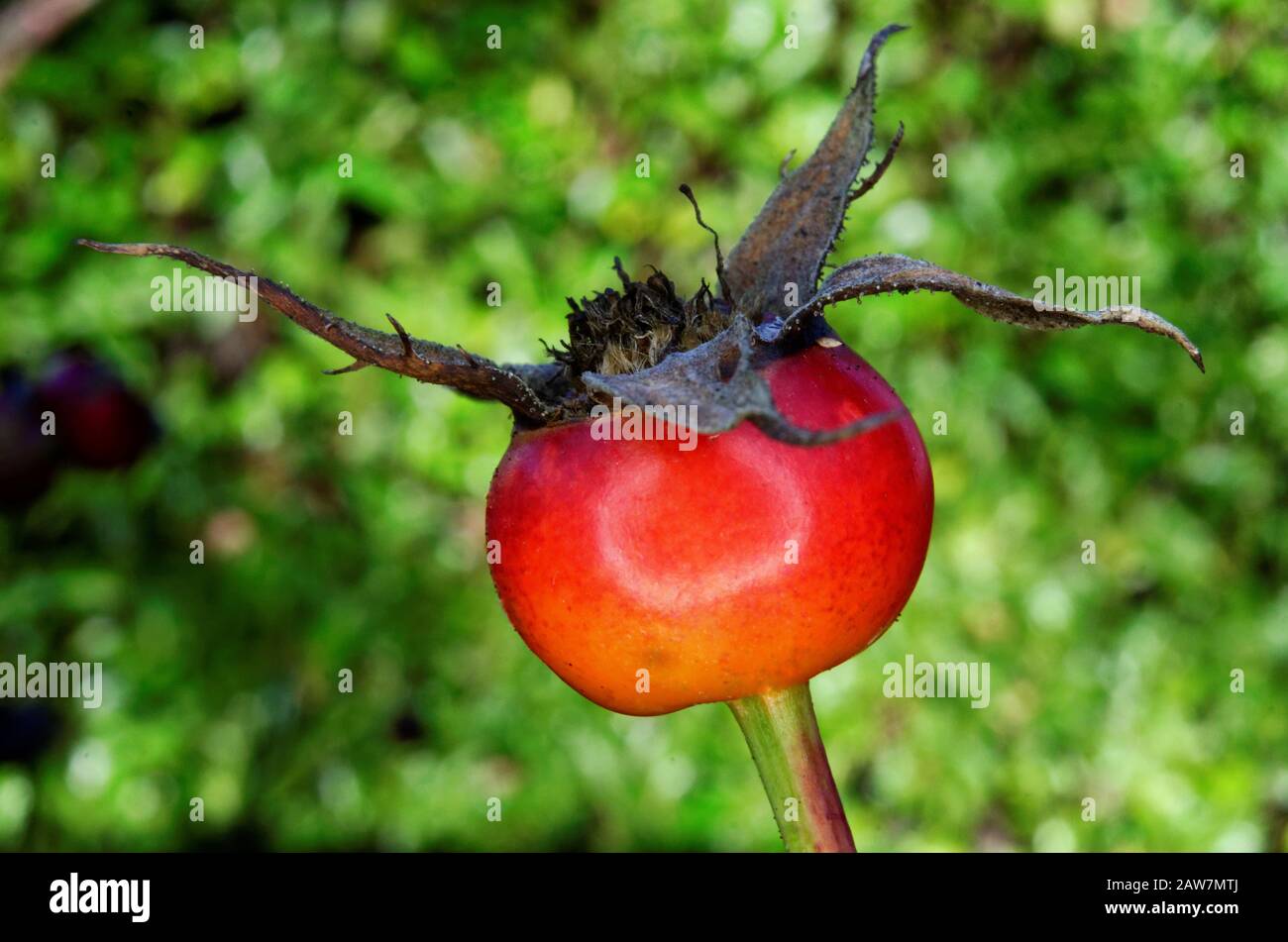 Ein einzelner roter Rosebud vor einem verschwommenen grünen Hintergrund Stockfoto