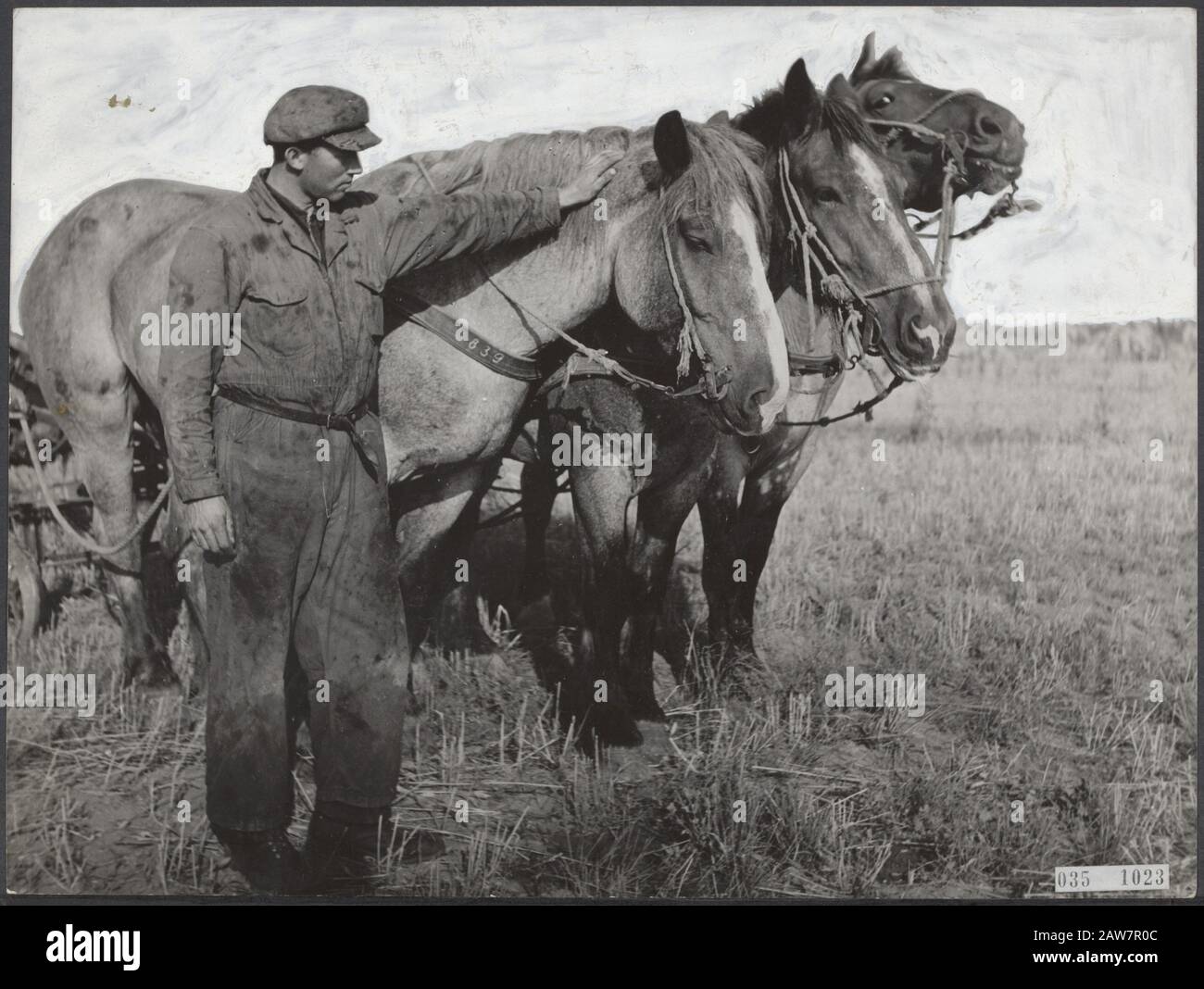 Landwirtschaft, Pferde Datum: Undatierte Stichwörter: Landwirtschaft, Pferde Stockfoto