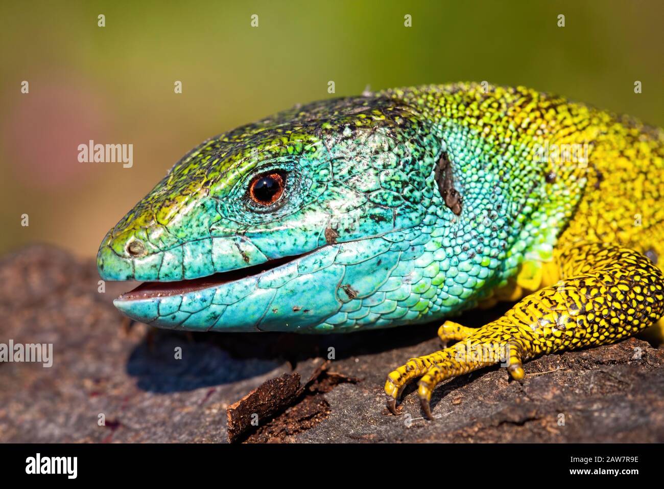 Detail von Kopf und Bein einer europäischen grünen Eidechse, lacerta viridis. Stockfoto