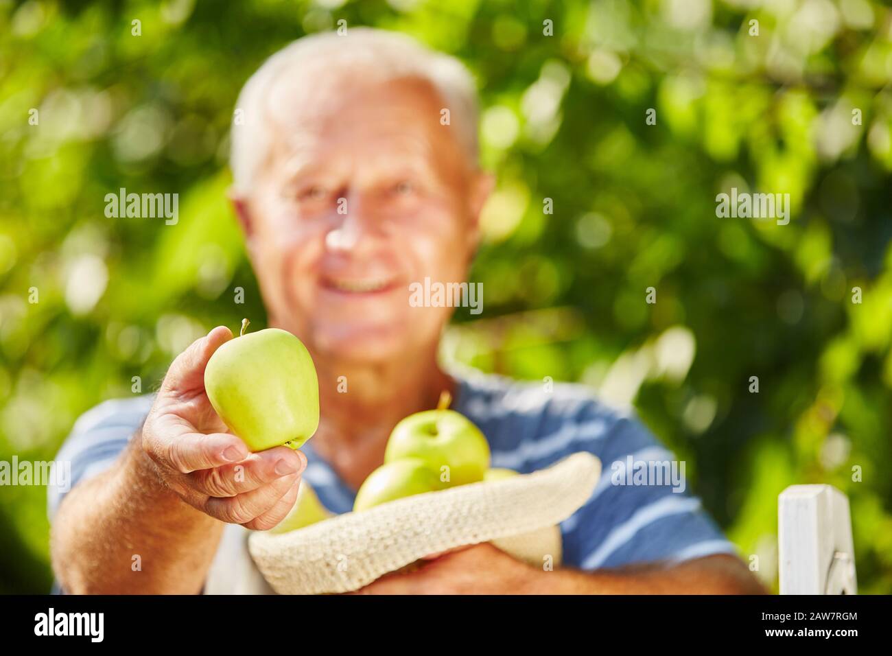 Der Senior erntet einen apfel mit einem goldenen, köstlichen apfel in der Hand Stockfoto