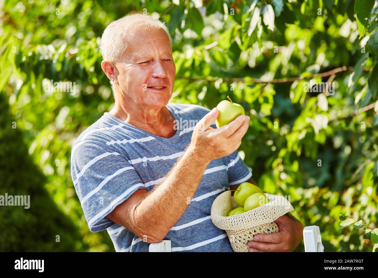Der alte Mann erntet grüne Äpfel von einem apfelbaum Stockfoto