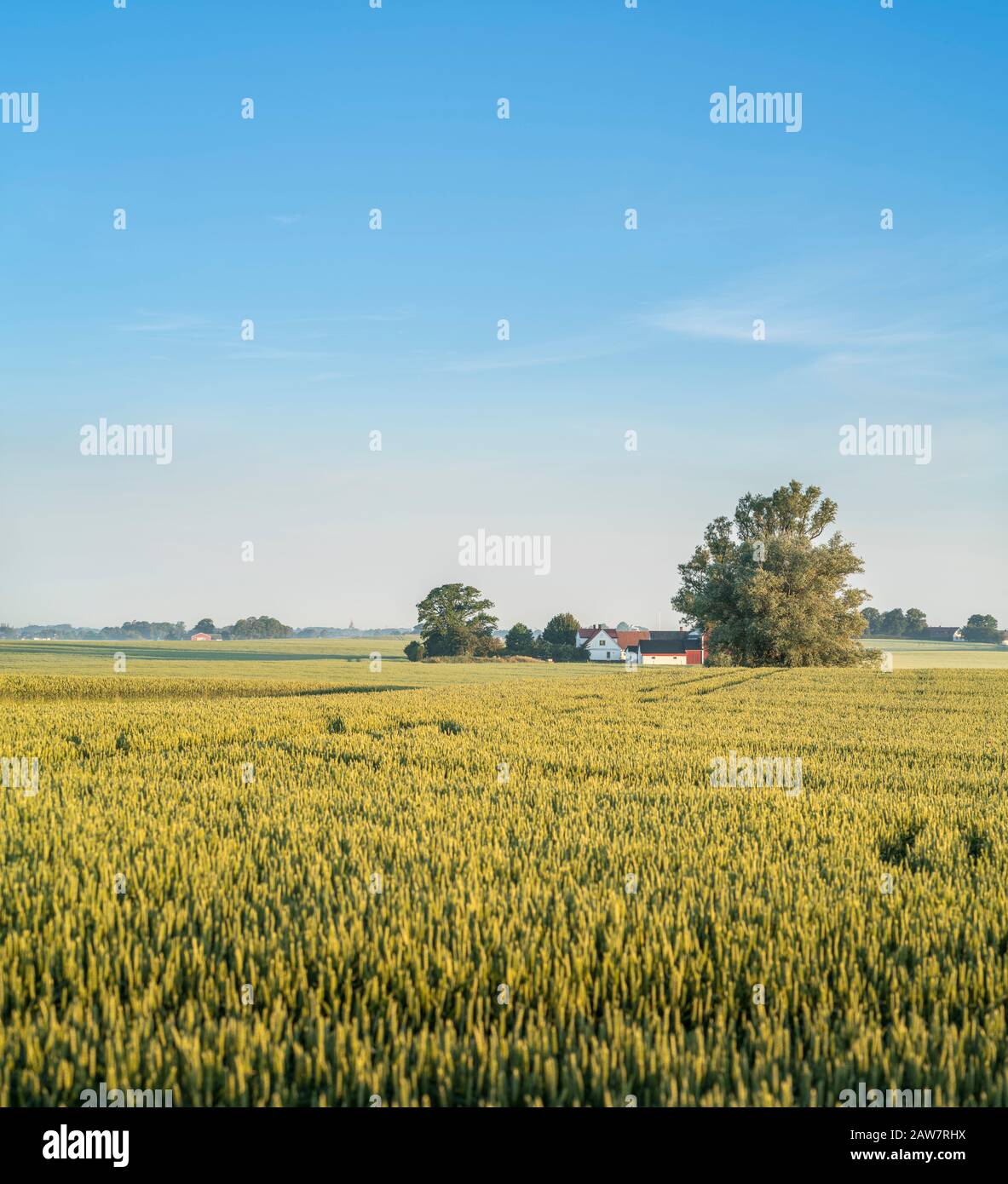 Bauernhof und ländliche Landschaft in Soderslatt, Skane, Schweden, Skandinavien. Stockfoto