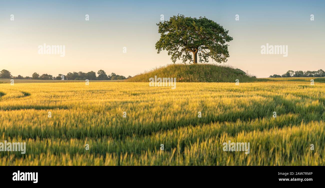 Riesige Landschaft und Roggenfeld mit Eiche auf einem alten Grabhügel in Soderslatt, Skane, Schweden, Skandinavien. Stockfoto