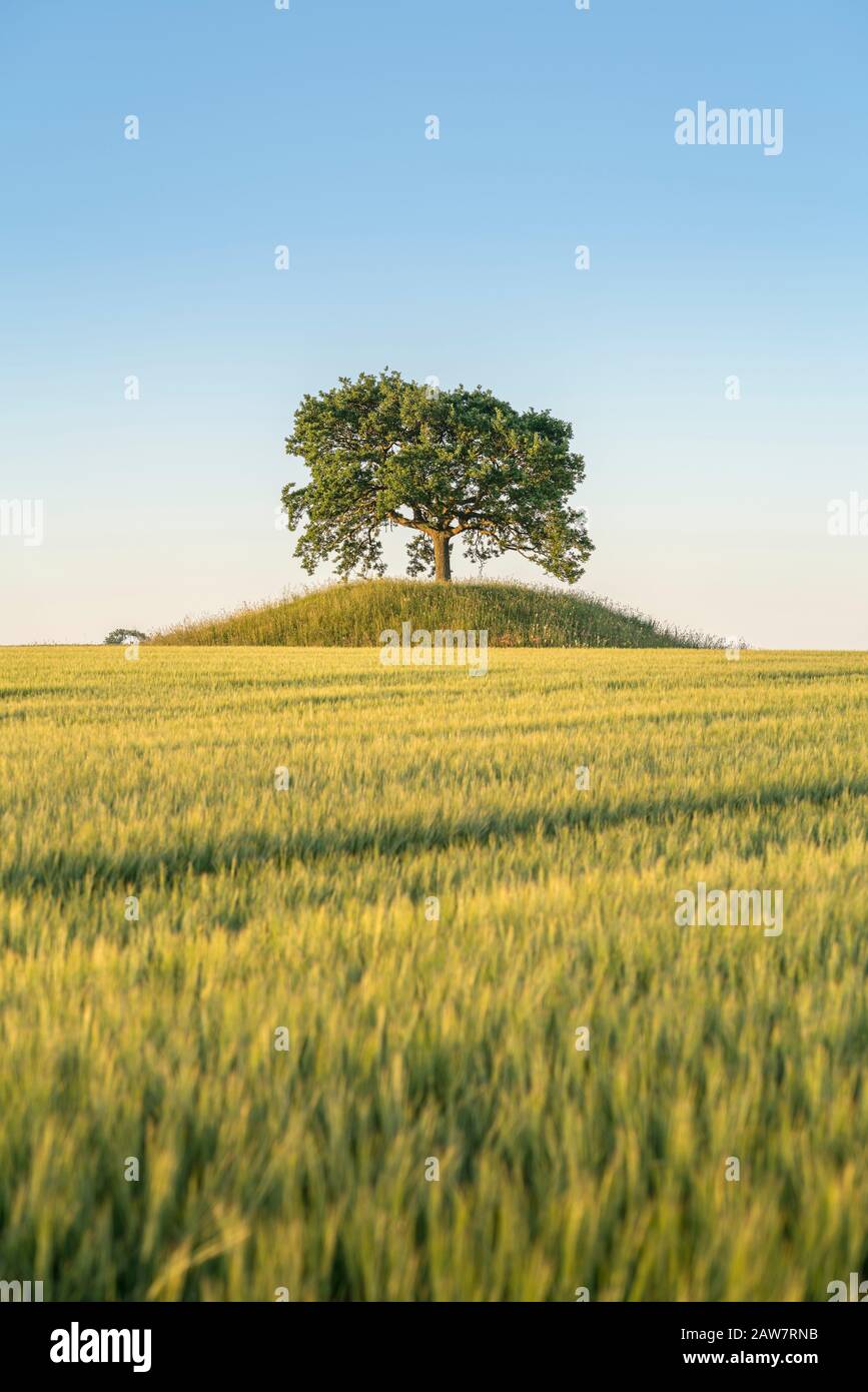 Riesige Landschaft und Roggenfeld mit Eiche auf einem alten Grabhügel in Soderslatt, Skane, Schweden, Skandinavien. Stockfoto