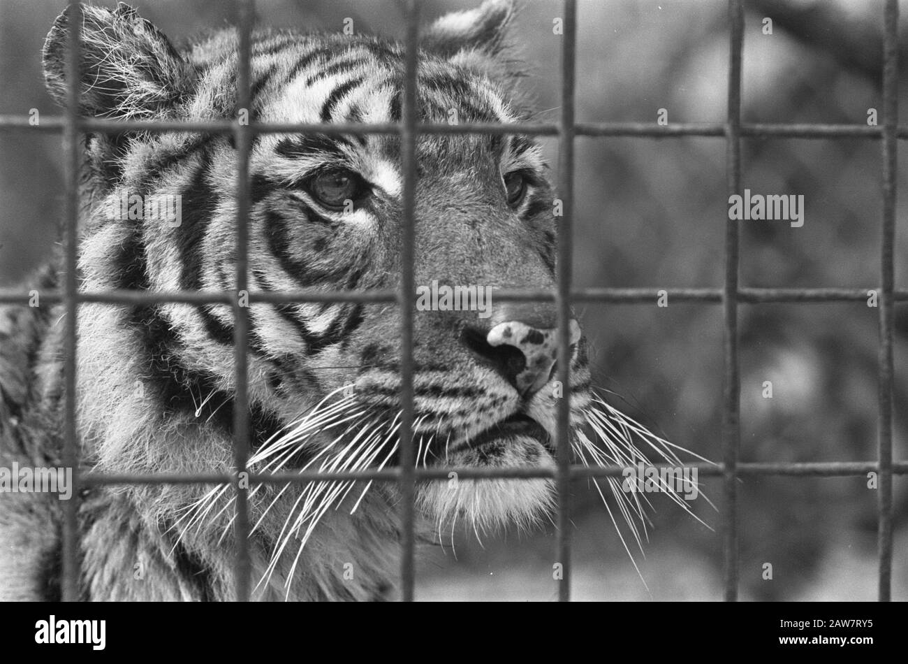 Lion Garden in Arnhem Datum: 1. April 1968 Ort: Arnhem Schlagwörter: Zoos Personenname: Tigers Stockfoto