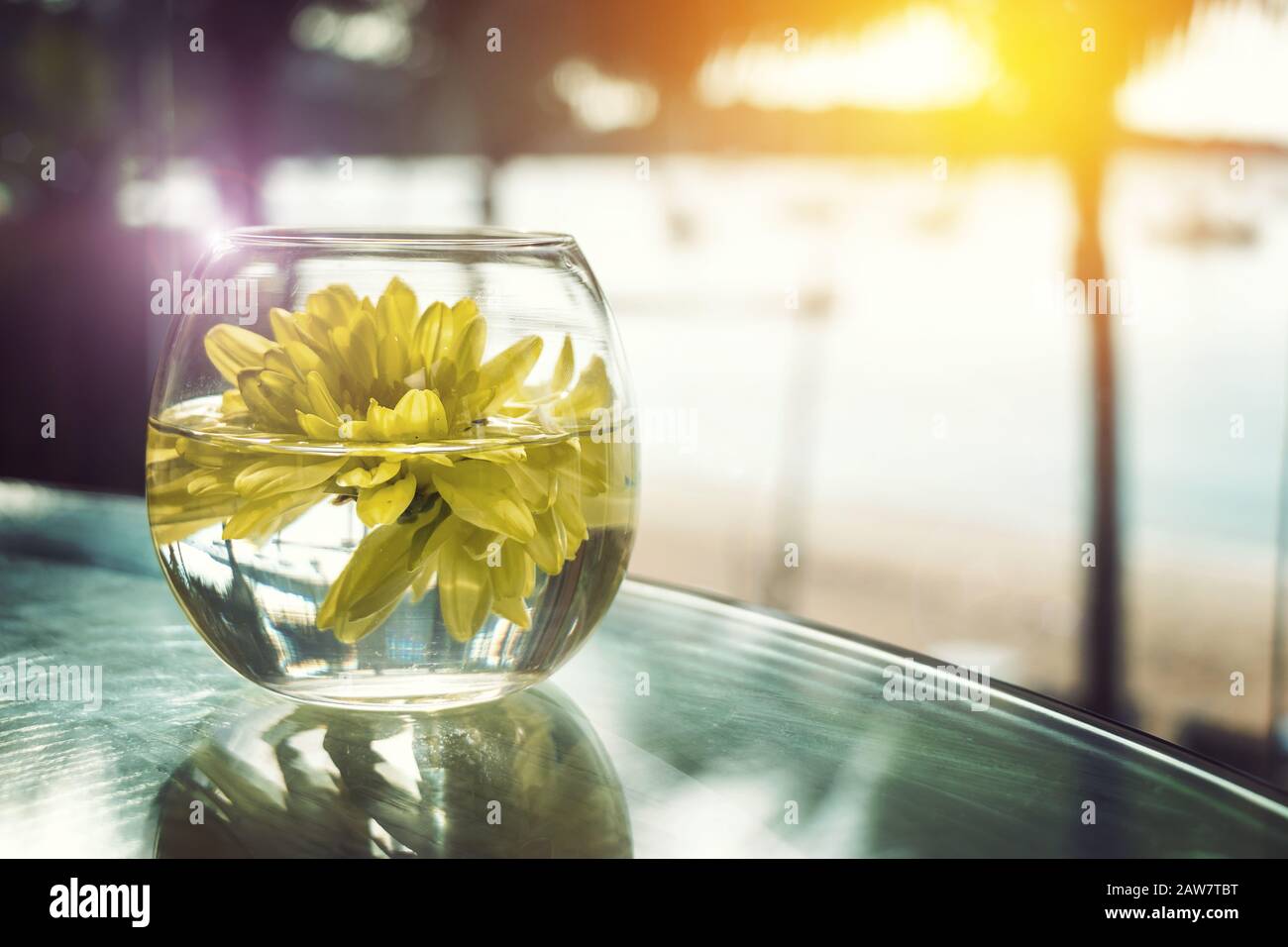 Frische gelbe Blume auf dem Wasser in kurzer Vase mit Morgenlicht, fröhlicher Hausdekoration Stockfoto