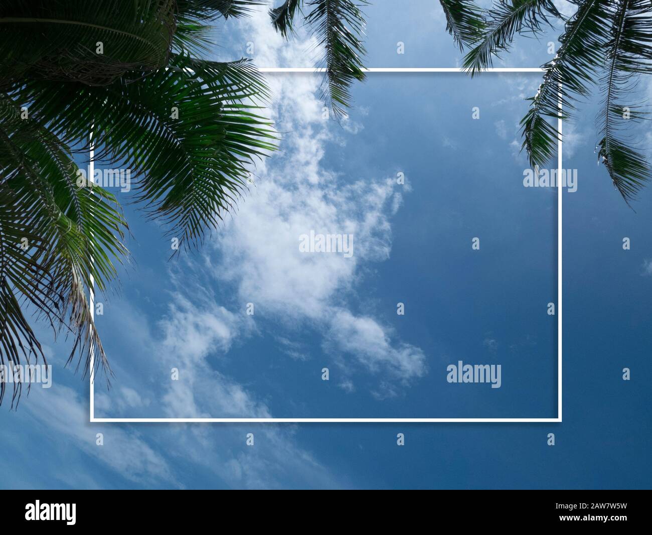Palmen vor blauem Himmel mit leerem weißen Rahmen für Platz zum Kopieren. Palmen an der tropischen Küste, Kokosbaum für Sommerhintergrund Stockfoto