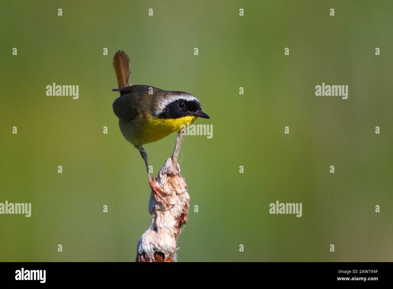 Nahaufnahme des Common Yellowthroat auf dem Cattail Stockfoto