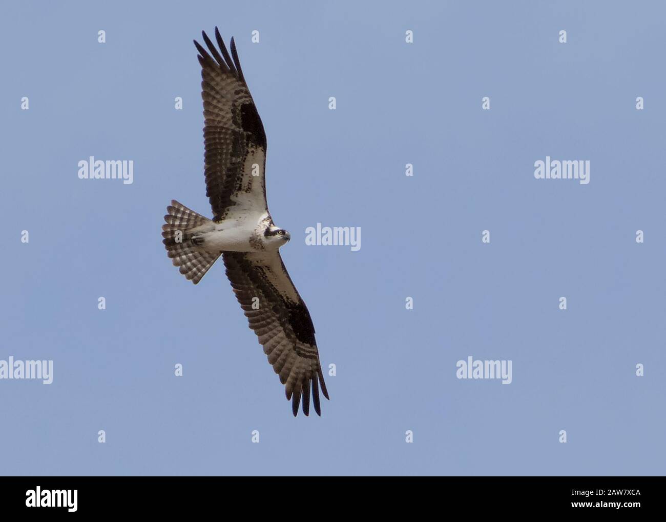 Fliegender Osprey Adler Greifvogel mit ausgebreiteten Flügeln am blauen Himmel von der Unterseite aus gesehen Stockfoto