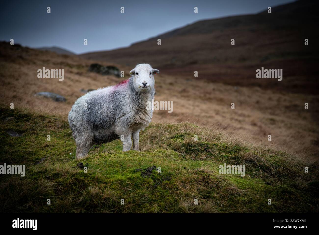 Ein einsames herdwick-schaf auf Birker Ist im Lake District Gefallen, Cumbria beobachtet bei Wind und Regen. Ein ikonischer Lakeland-Bewohner im ikonischen Lakela Stockfoto