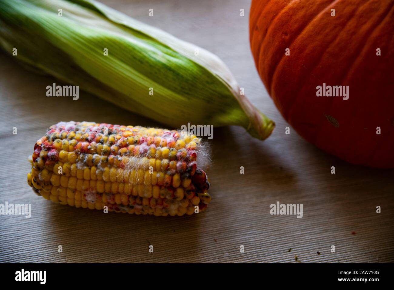 Faule Mais auf dem Tisch neben dem Kürbis Stockfoto