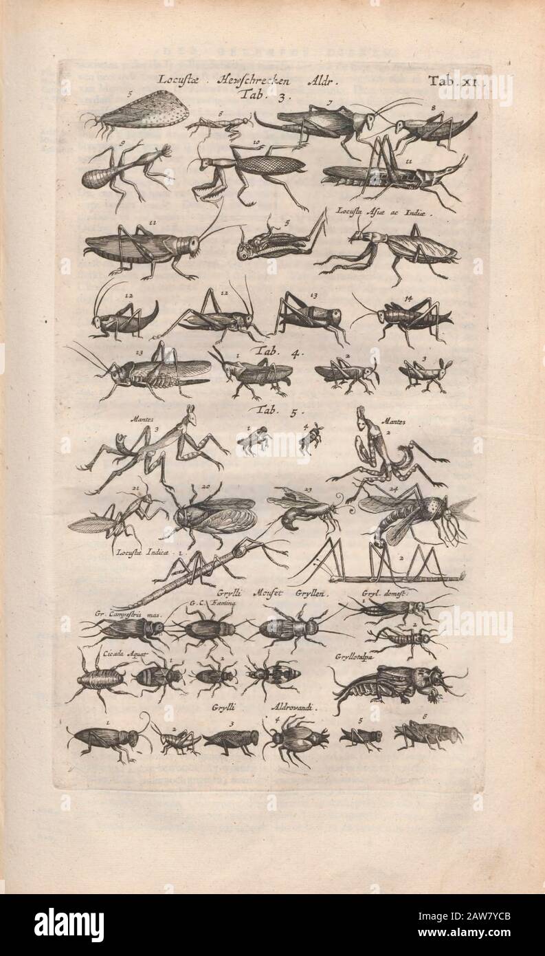 Kopperplate von Heuschrecken, Mantis und Locus aus Johannes Jonston Naturbuch 'Dr. I. Ionstons Beschwörung vande natuur der vogelen neffens haer beeldenissen in koper gesneden' 1660 In Amsterdam Veröffentlicht Stockfoto