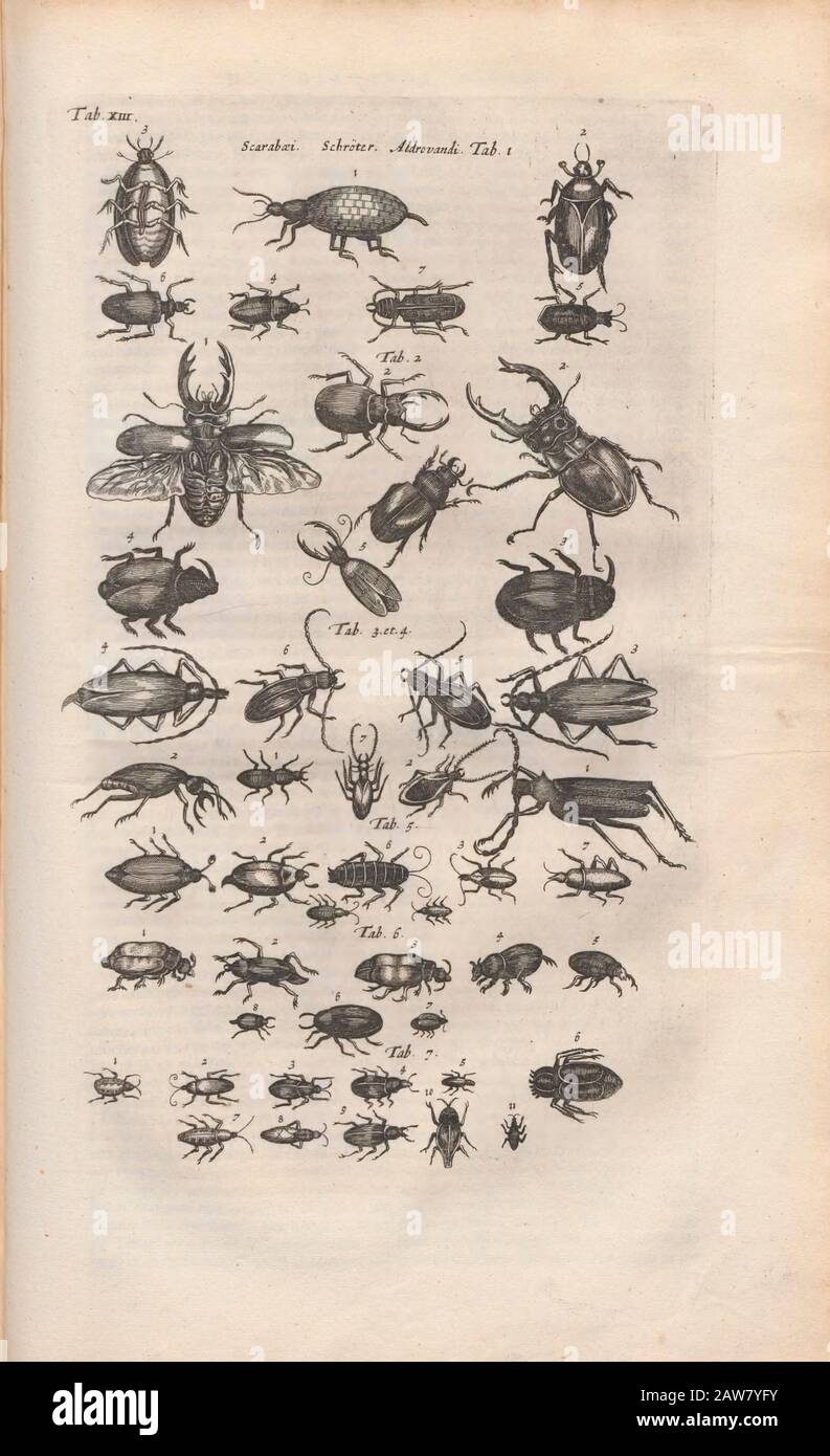 Kopperplate von Käfern aus Johannes Jonston Naturbuch 'Dr. I. Ionstons Beschwörung vande natuur der vogelen neffens haer beeldenissen in koper gesneden' 1660 In Amsterdam Veröffentlicht Stockfoto