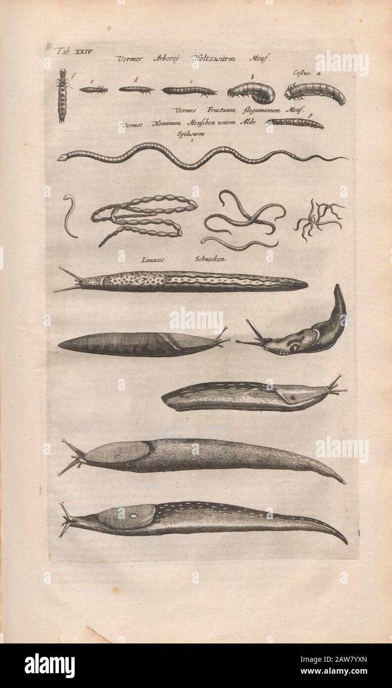 Kopperplate mit Würmern und Schnecken aus Johannes Jonston Naturbuch 'Dr. I. Ionstons Beschwörung vande natuur der vogelen neffens haer beeldenissen in koper gesneden' 1660 In Amsterdam Veröffentlicht Stockfoto