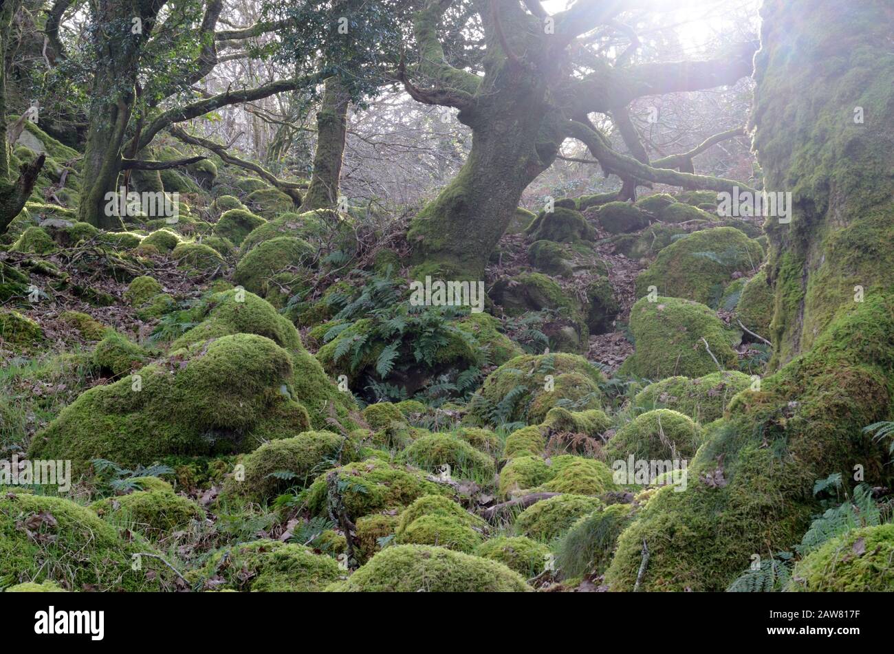 Morgenlicht, das durch das mystische uralte Waldgebiet Coed Ty Canol National Nature Reserve Ty Canol Woods Newport Pembrokeshire Wales Cymru UK glänzt Stockfoto