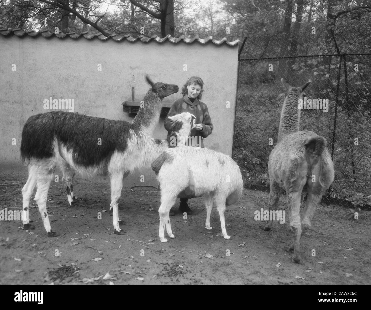 Lya Play in Process on Private Zoo Haarlem Datum: 16. November 1954 Ort: Haarlem Schlüsselwörter: Zoos, Prozesse Personenname: Play, Lya Stockfoto