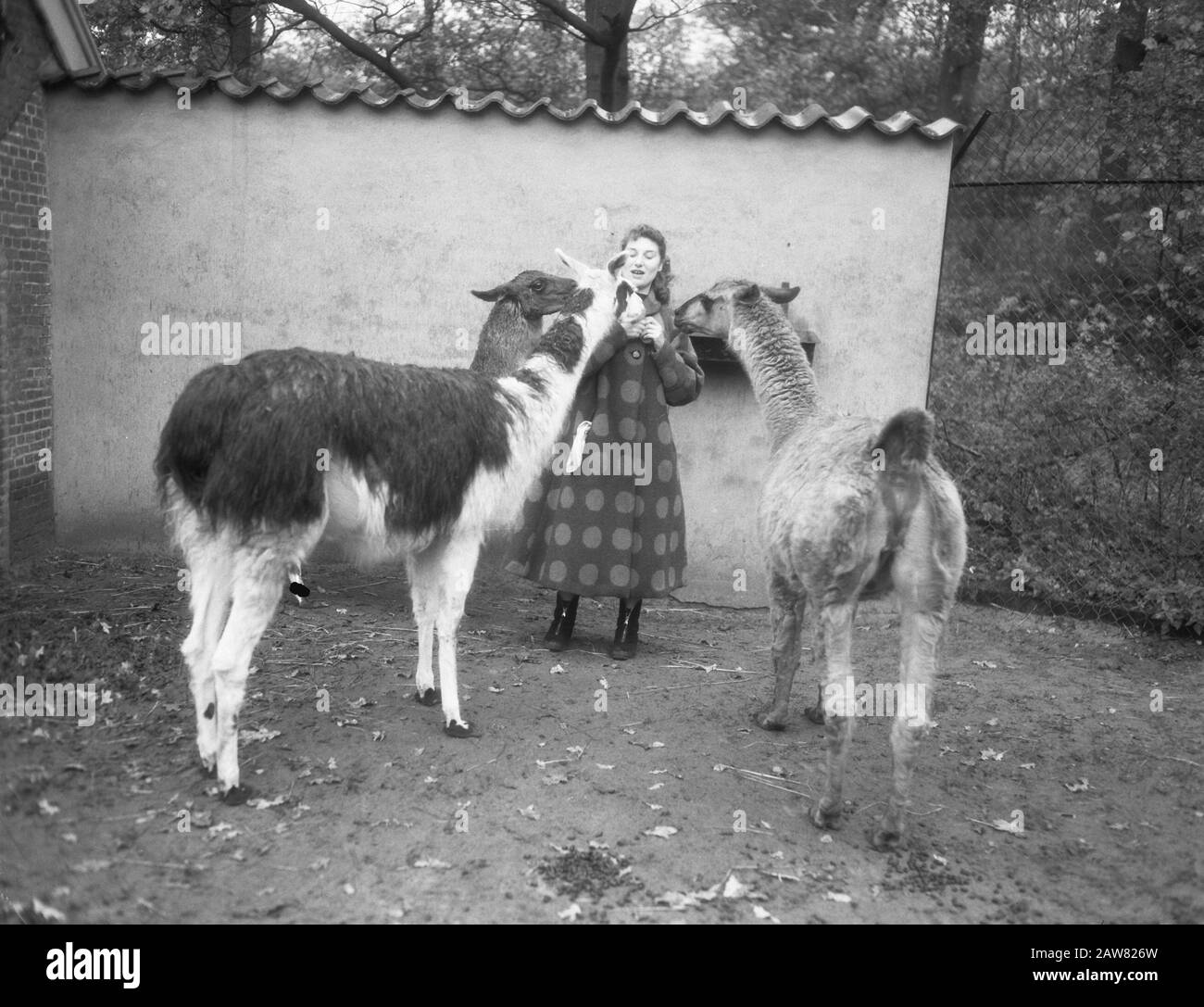 Lya Play in Process on Private Zoo Haarlem Datum: 16. November 1954 Ort: Haarlem Schlüsselwörter: Zoos, Prozesse Personenname: Play, Lya Stockfoto