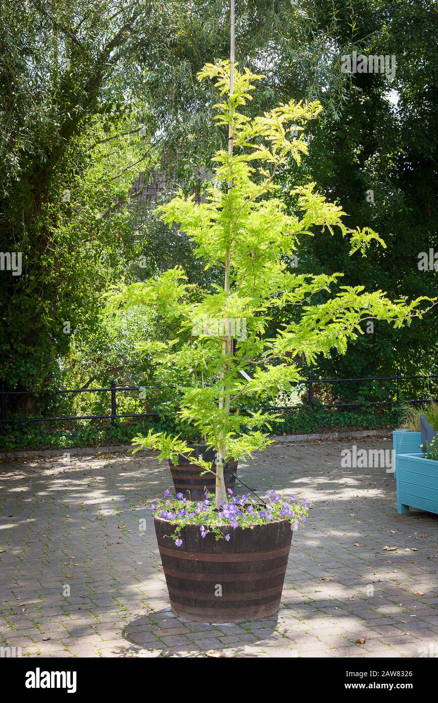 Ein Exemplar von Gleditsia triacanthos f. inermis 'Sunburst', das in einer Pflanzmaschine in einem Taschenpark in Calne Wiltshire England UK wächst Stockfoto