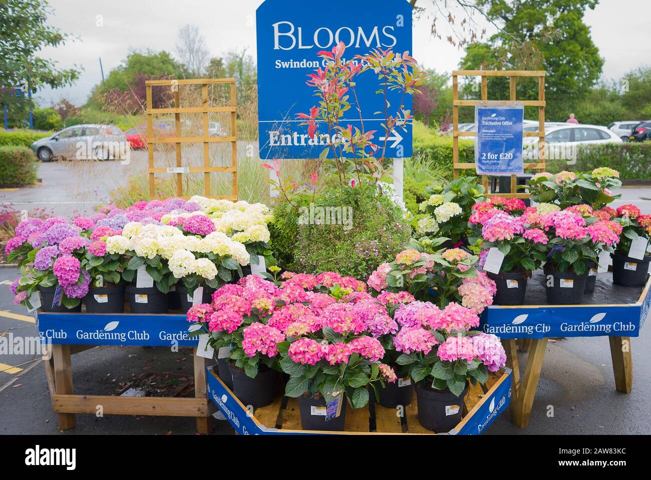 Anzeige von Hydrangea-Anlagen zum Verkauf in einem englischen Gartencenter (seit Besitzerwechsel) Stockfoto