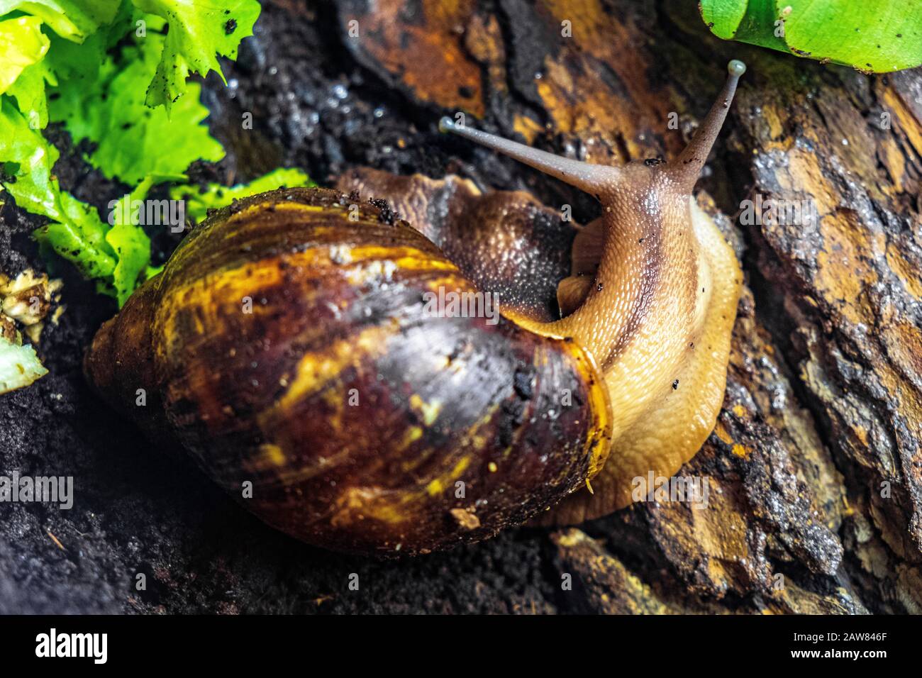Single Giant African Snail - latin Achatina fulica - Tropical Schneck bekannt auch als Giant African Land Snail nativ bewohnen Ostafrika, in einem Zoo Stockfoto
