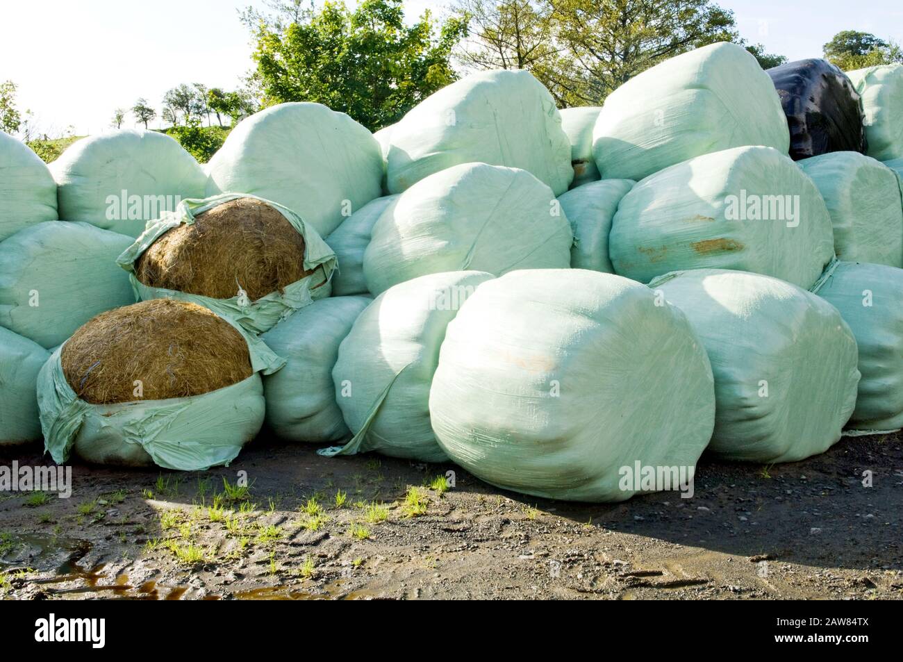 Heuballen, die in einem Hof mit Kunststoff bedeckt sind. Stockfoto