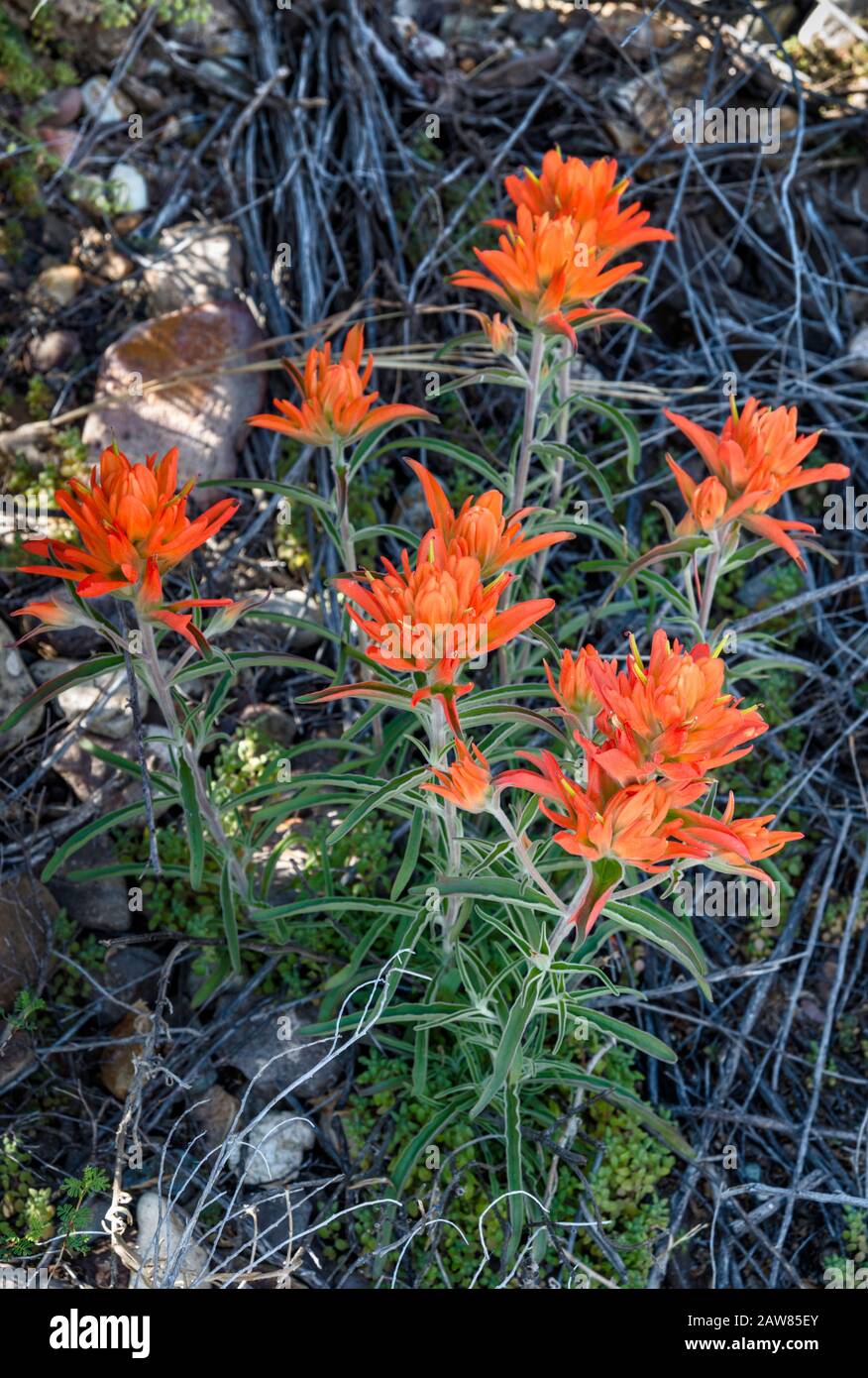 Indian Paintbrush in voller Blüte, Chihuahuan Wüste, Big Bend National Park, Texas, USA Stockfoto