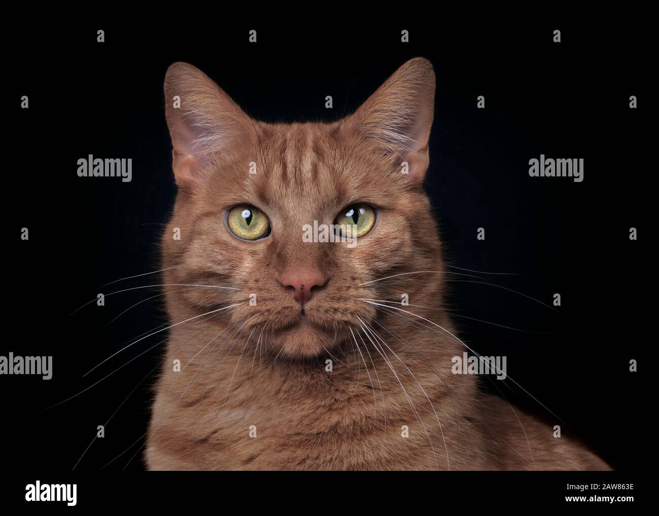 Porträt einer ernsthaften Katze, die direkt zur Kamera blickt. Isoliert auf schwarzem Hintergrund. Stockfoto