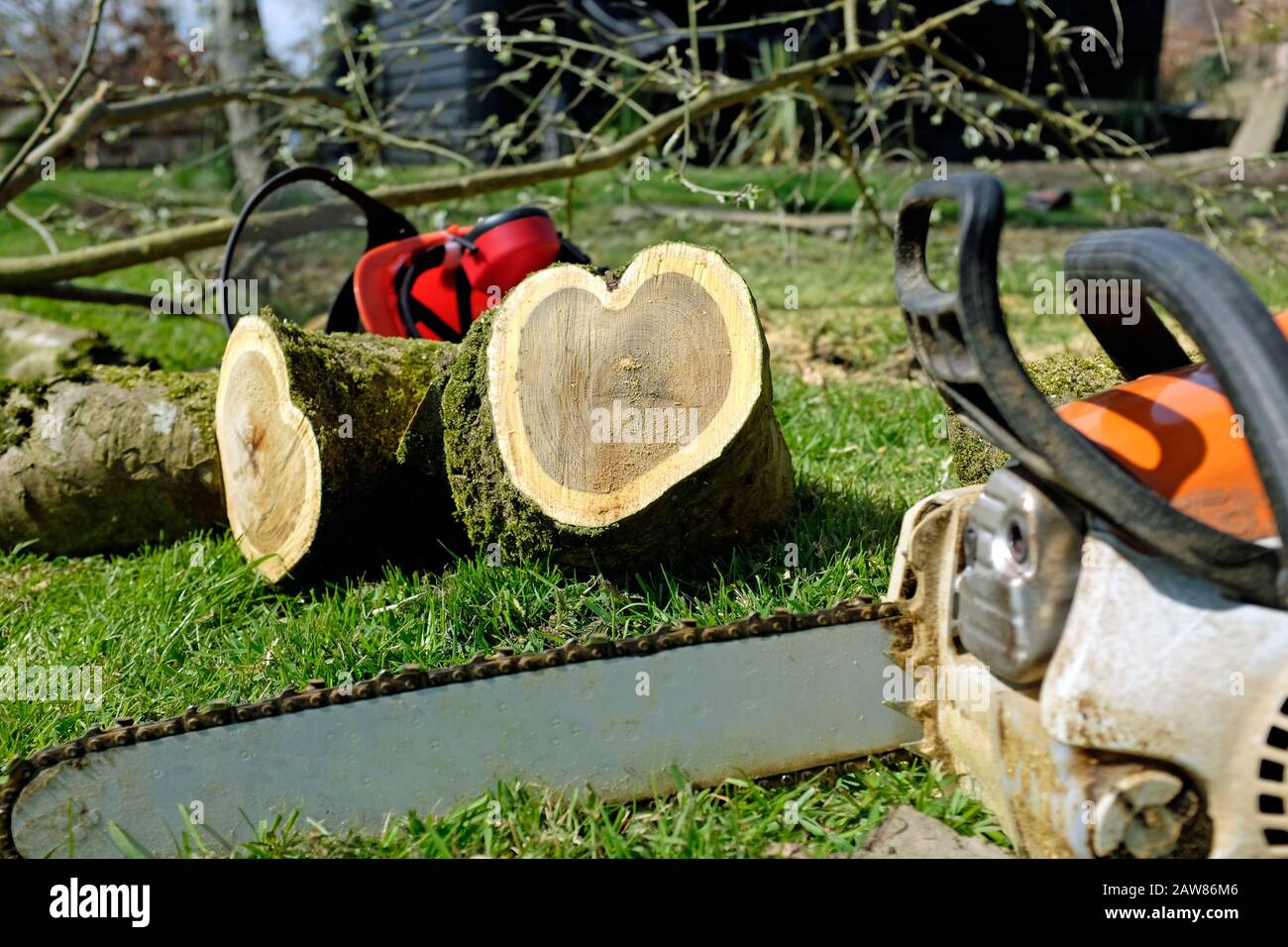 Liebe ist überall: Herzform im Baumlog mit Kettensäge im Vordergrund Stockfoto