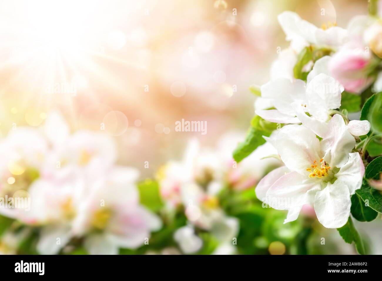 Frühlingsblüten und verschwommener Hintergrund in schönen zarten Farben, mit Strahlen des Sonnenlichts Stockfoto Frühlingsblüten und verschwommener Hintergrund in schönen zarten Farben, mit Strahlen des Sonnenlichts Stockfoto
