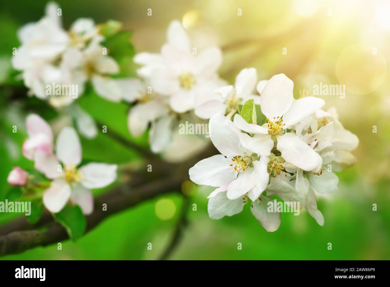 Frühlingsblüten und verschwommener, frischer grüner Hintergrund mit angenehmen Strahlen warmer Sonneneinstrahlung Stockfoto Frühlingsblüten und verschwommener, frischer grüner Hintergrund mit angenehmen Strahlen warmer Sonneneinstrahlung Stockfoto