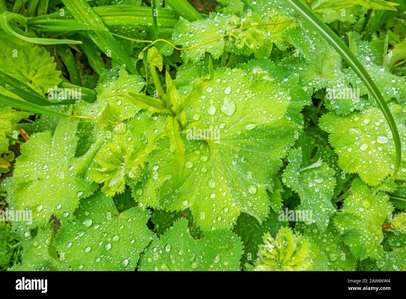 Grüne Blätter mit Wassertropfen - lotus-effekt Stockfoto