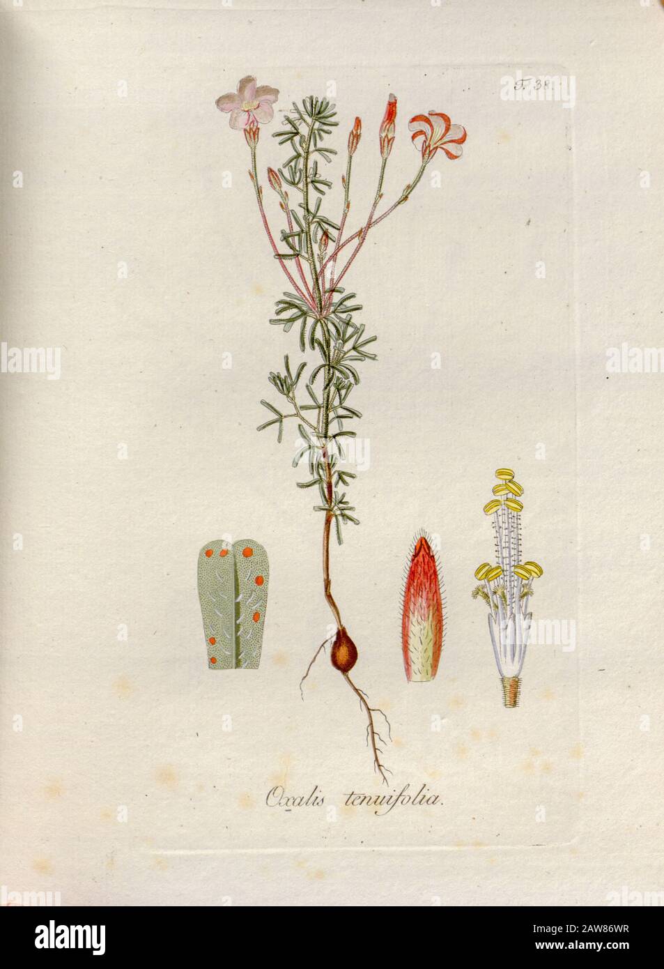Woodsorrel (Oxalis tenuifolia). Illustration aus 'Oxalis Monographia iconibus illucata' von Nikolaus Joseph Jacquin (177-1798). Veröffentlicht im Jahre 1797-177 Stockfoto