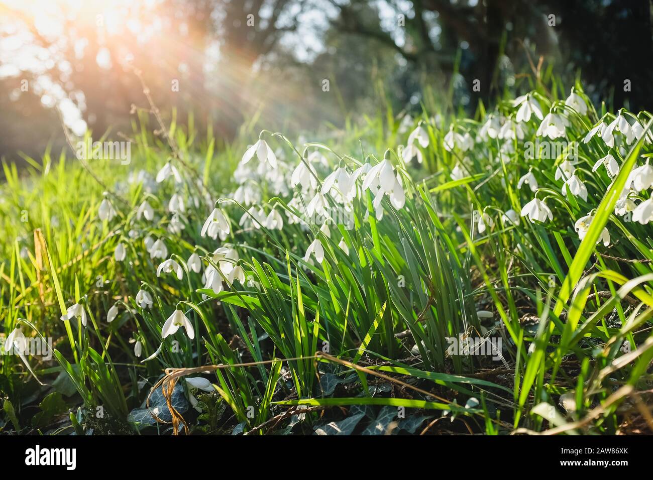 Schöne weiße Schneetropfen im Frühling Stockfoto