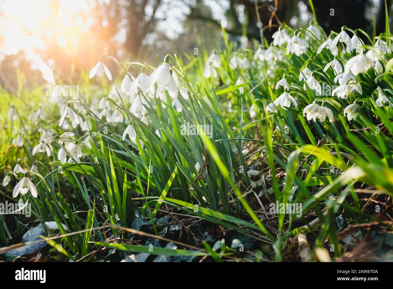 Kleine weiße Blumen wachsen auf einer Wiese Stockfoto